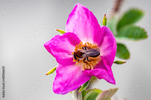 bee on pink flower