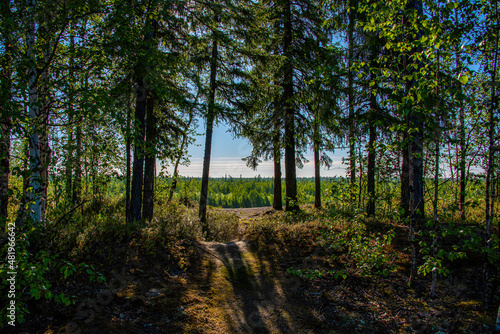 forest in the morning