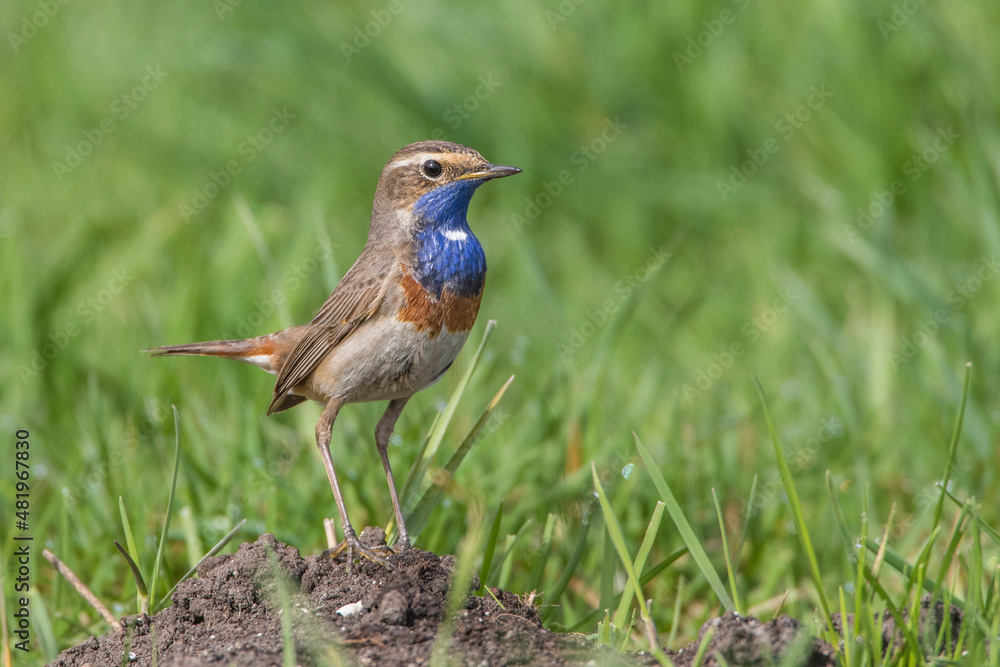Fototapeta premium Weißsterniges Blaukehlchen (Luscinia svecica) Männchen