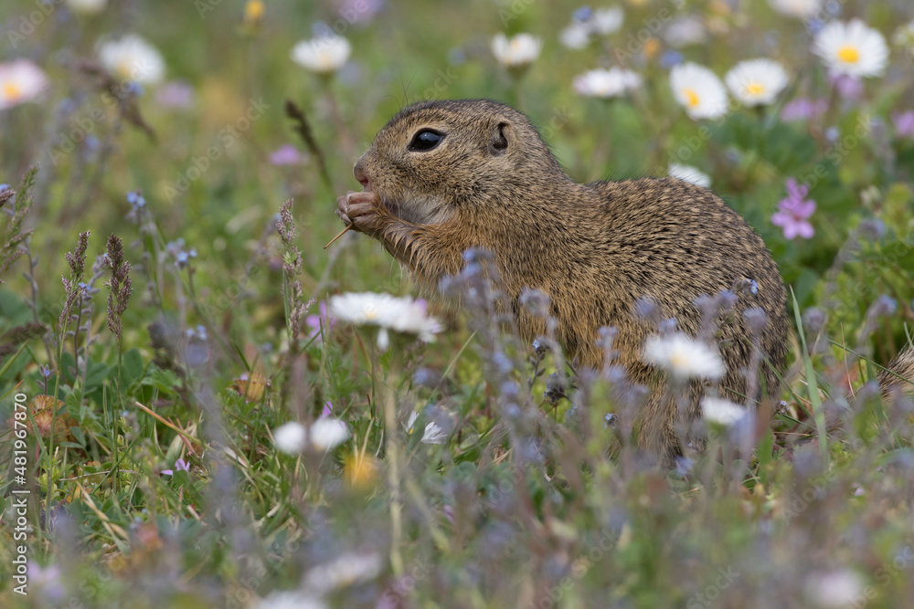 Ziesel (Citellus citellus) Ziesel (Citellus citellus)