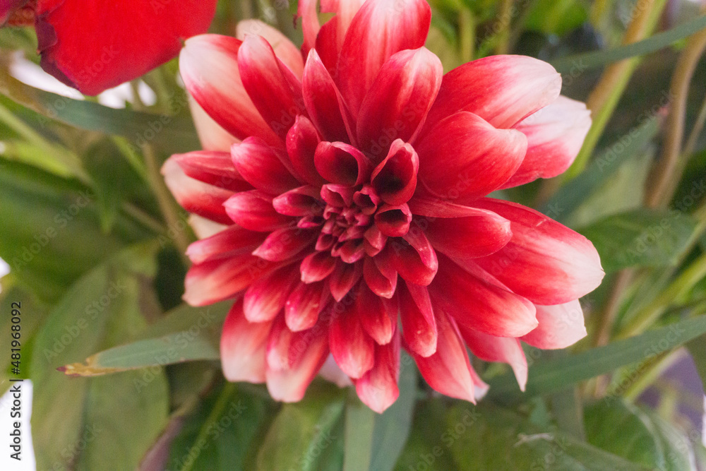 Close up of bicolor dahlia in the garden. Beautiful red-white dahlia flowers in blossom. Close up of bicolor dahlia in the garden. Beautiful red-white dahlia flowers in blossom.