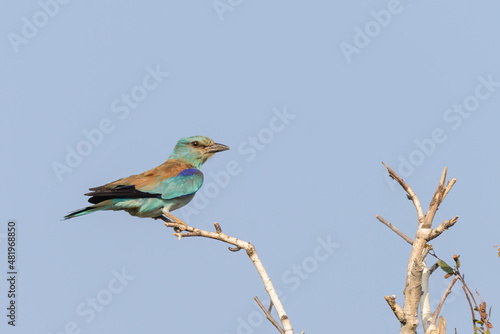 Coracias garrulus or European roller bird in wild nature © rostovdriver
