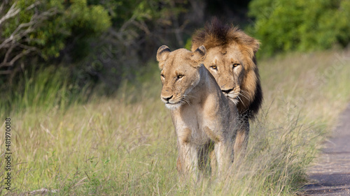 a mating pair of lions in Kruger.