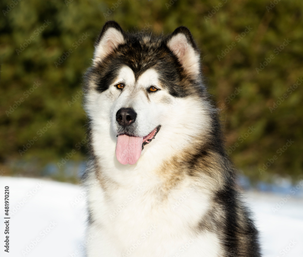 dog alaskan malamute winter portrait muzzle in snow background
