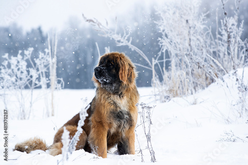 large dog of the Leonberger breed stands on a snowy meadow photo