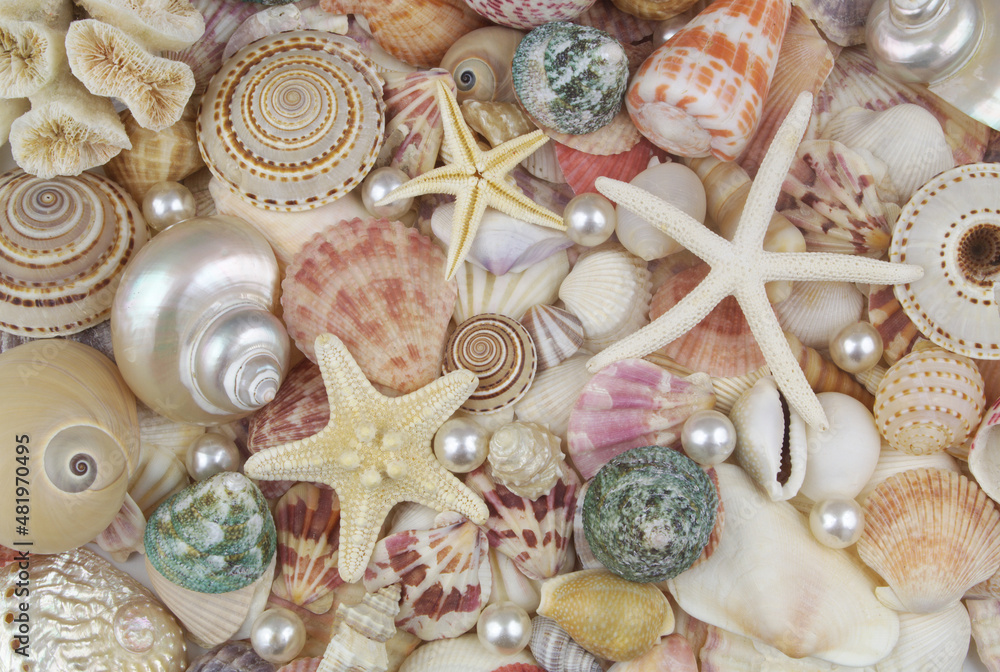 Pearls, sea shells and starfishes as background Pearls, sea shells and starfishes as background
