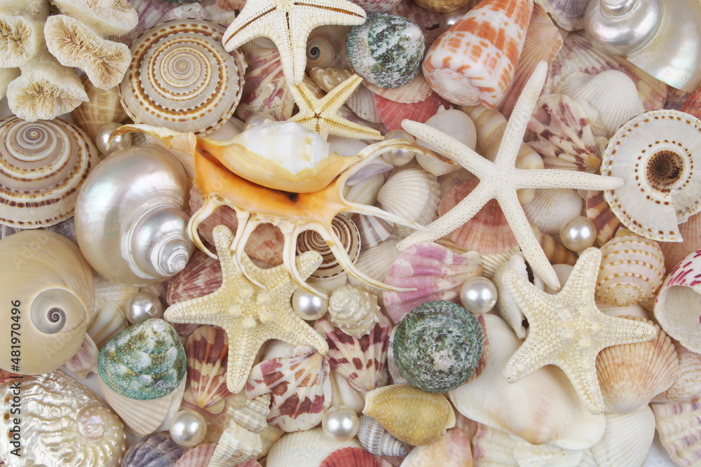 Colorful seashells and different starfishes close up