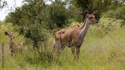 a Kudu calf in the wild