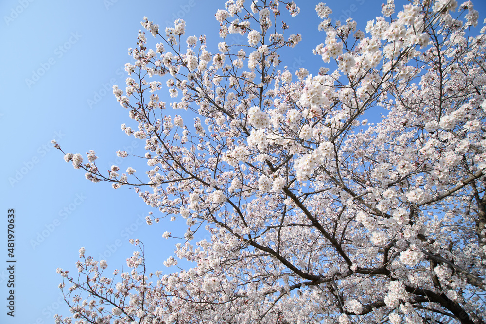 桜 桜