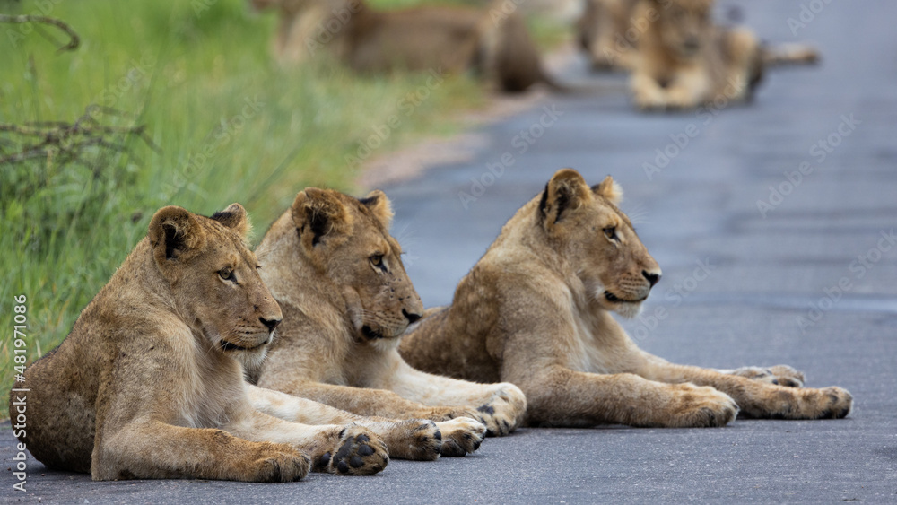 a large pride of lions in the road, Kruger national park. a large pride of lions in the road, Kruger national park.