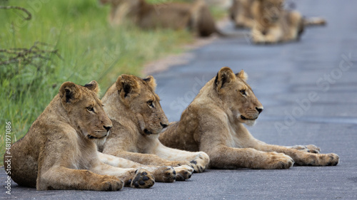 a large pride of lions in the road, Kruger national park.