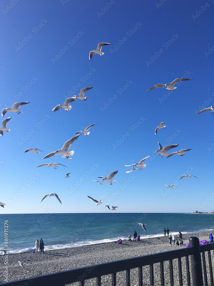 Gulls are flying against the background of the sea