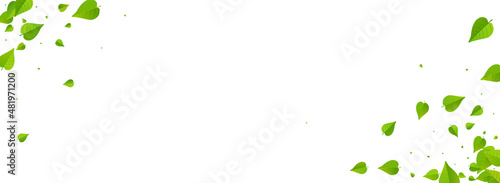 Mint Leaf Blur Vector Panoramic White Background