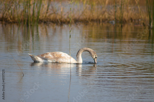 Swan searching with head near water closeup view with selective focus on foreground