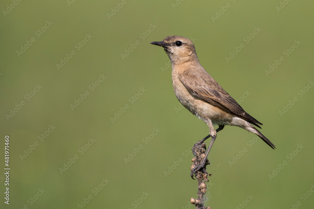 Isabell-Steinschmätzer (Oenanthe isabellina) Isabell-Steinschmätzer (Oenanthe isabellina)