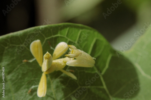 Yellow Flower Mantis