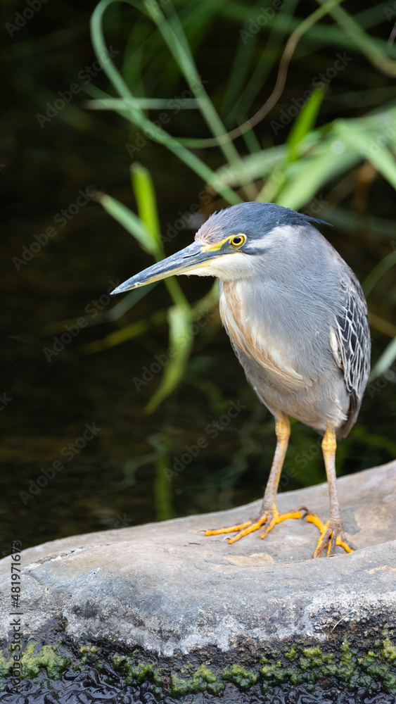 a portrait of a striated heron a portrait of a striated heron