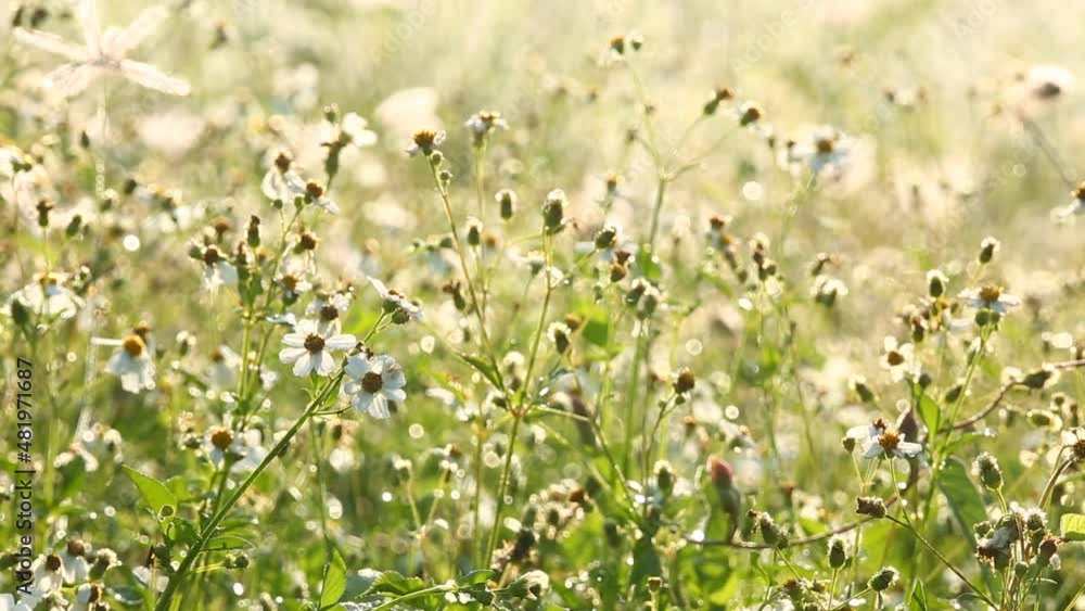 Grass flowers with sunlight in the field , Chiangmai Thailand Grass flowers with sunlight in the field , Chiangmai Thailand