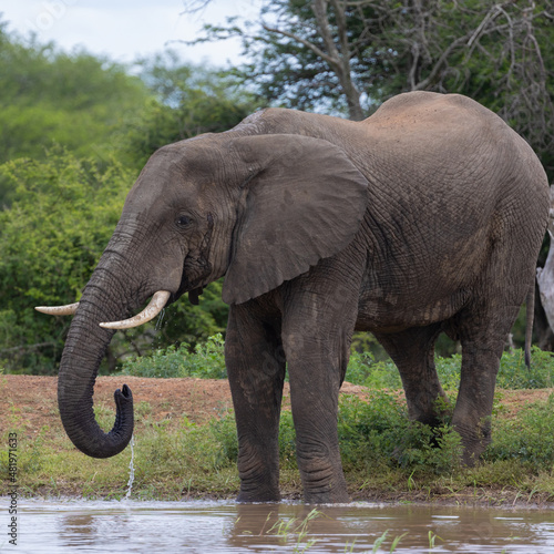 African elephant bull drinking water