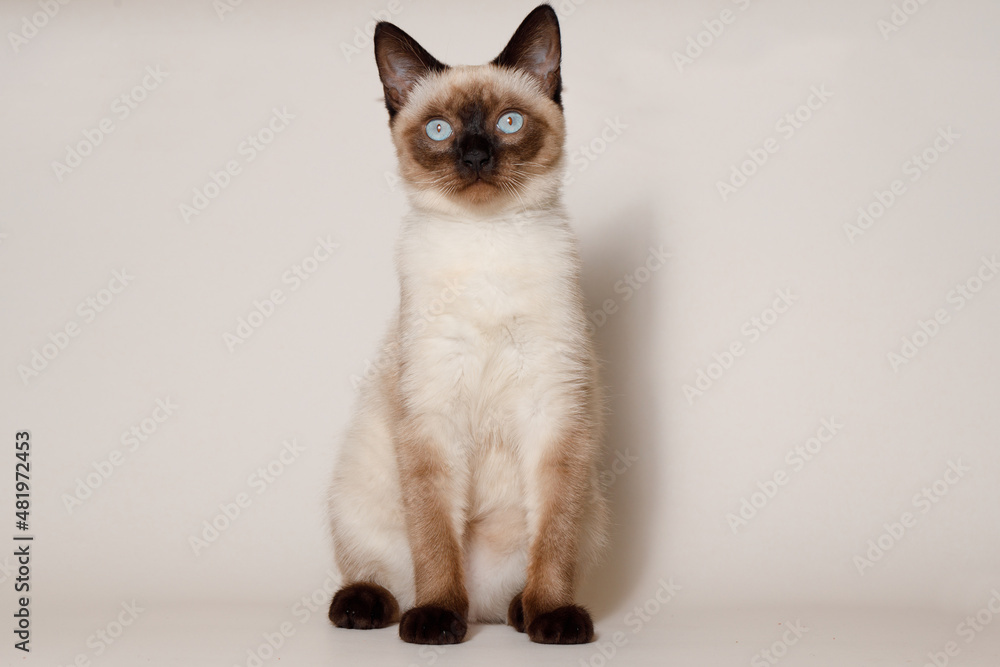 Birman kitten with beautiful blue eyes. Pets and lifestyle concept. Lovely fluffy regdoll cat on gray background.