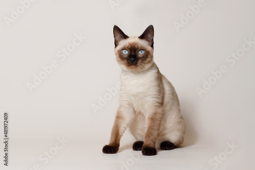Birman kitten with beautiful blue eyes. Pets concept. Satisfied fluffy regdoll cat lies on gray background. Cat for advertising tape. Playful pet close-up.