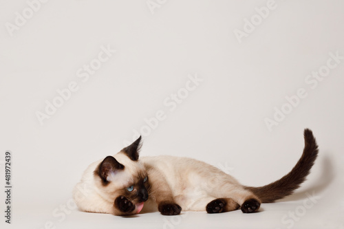 Birman kitten with beautiful blue eyes. Pets concept. Satisfied fluffy regdoll cat lies on gray background. Cat for advertising tape. Playful pet close-up.