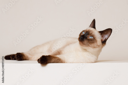 Birman kitten with beautiful blue eyes. Pets concept. Satisfied fluffy regdoll cat lies on gray background. Cat for advertising tape. Playful pet close-up. photo