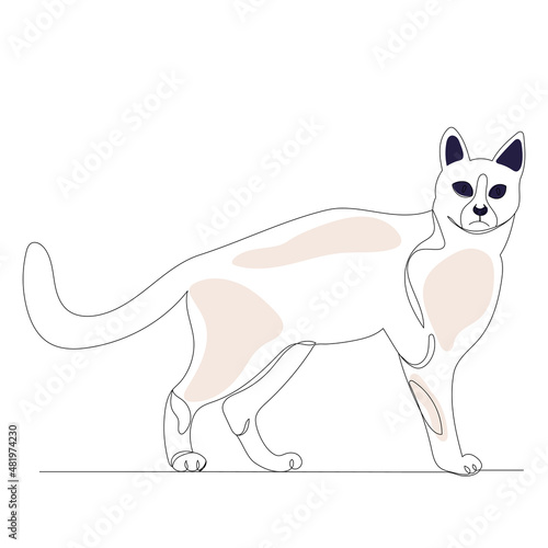 cat continuous line drawing  vector  isolated
