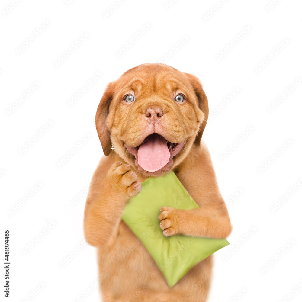 Happy yawning Mastiff puppy holds a pillow. isolated on white background Happy yawning Mastiff puppy holds a pillow. isolated on white background