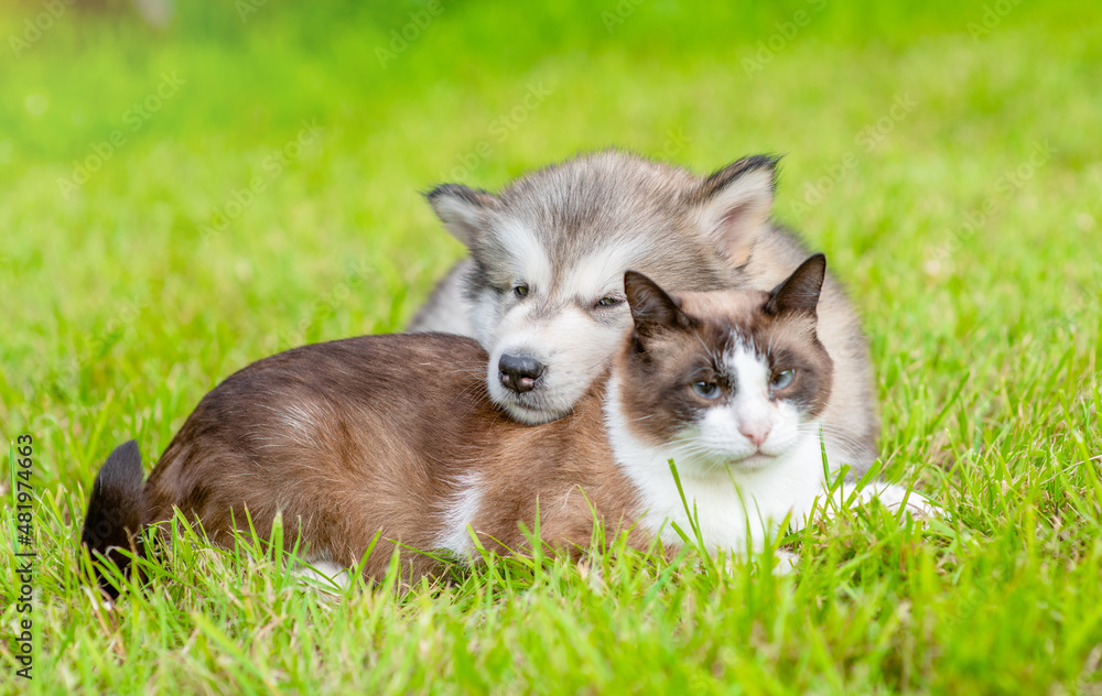 Cute Alaskan  malamute puppy and adult siamese cat lying together on green summer grass