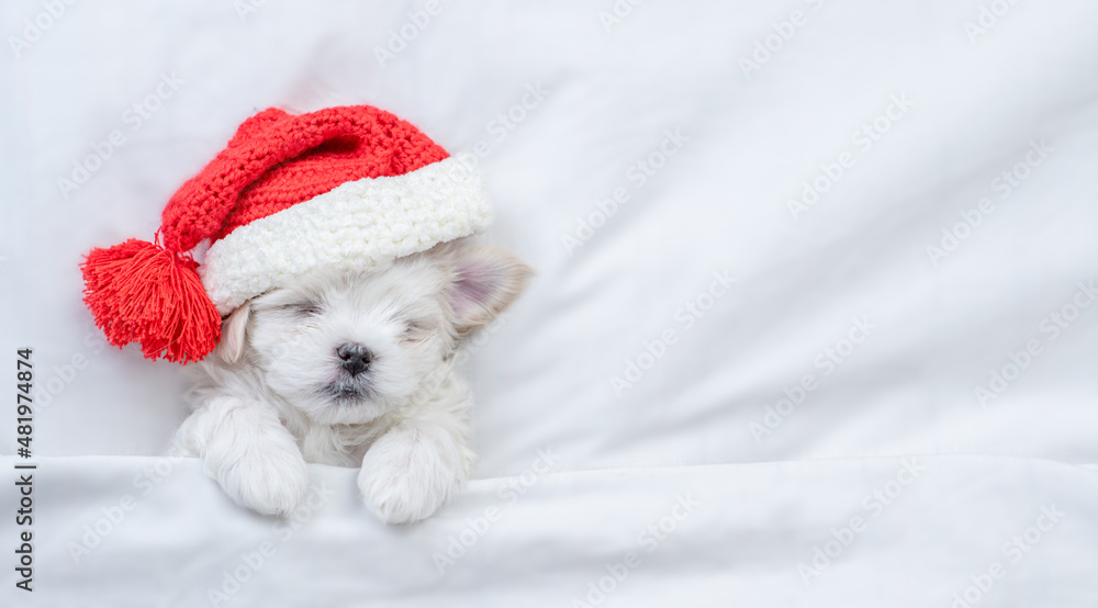 Tiny Maltese puppy wearing red santa hat sleeps under white blanket at home. Top down view. Empty space for text Tiny Maltese puppy wearing red santa hat sleeps under white blanket at home. Top down view. Empty space for text