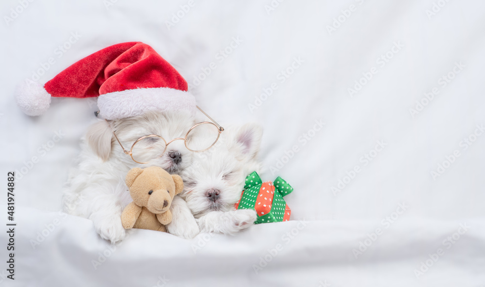 Two maltese puppies wearing santa hat sleep on a bed at home with box and toy bear. Top down view. Empty space for text