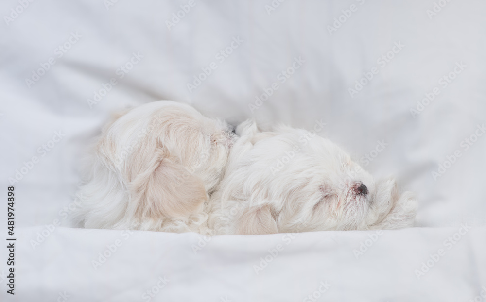 Two tiny white Maltese puppies sleep under warm blanket on a bed at home. Top down view Two tiny white Maltese puppies sleep under warm blanket on a bed at home. Top down view
