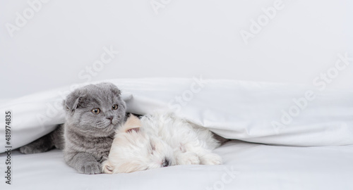 Tiny fold kitten and Maltese puppy sleep together under warm blanket on a bed at home. Empty space for text