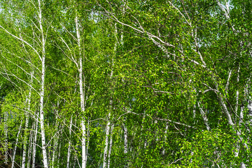 Birch grove with young green leaves. Spring trees in sunny weather. Flat lay frame