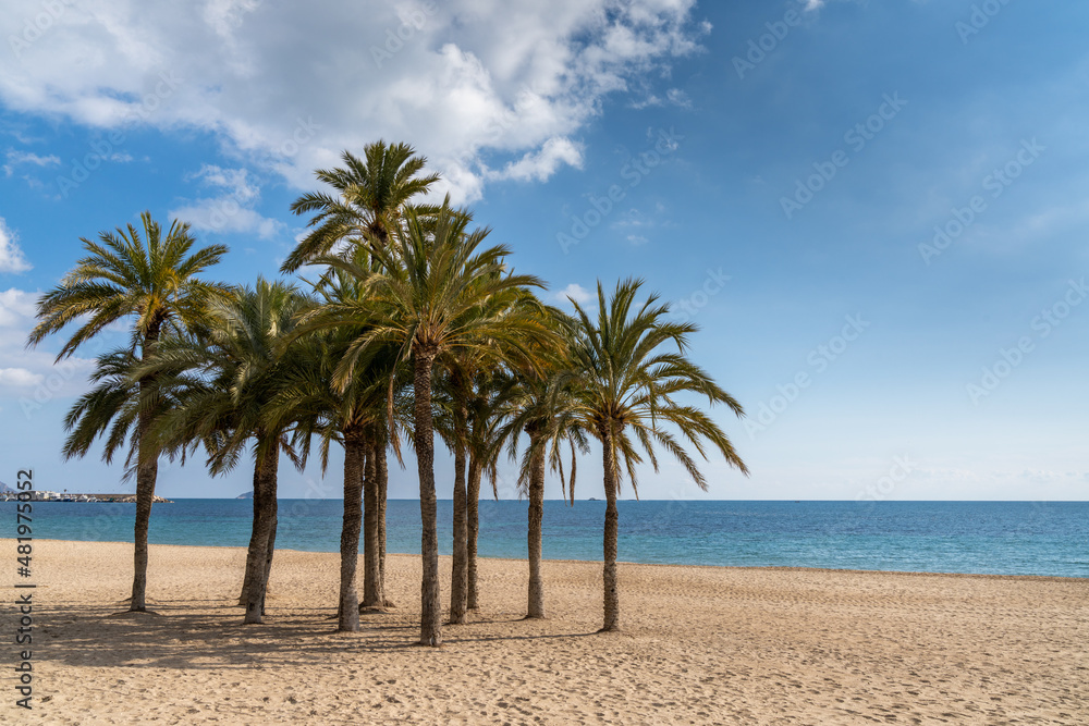 group of lush green palm trees on a secluded golden sand beach with calm ocean behind