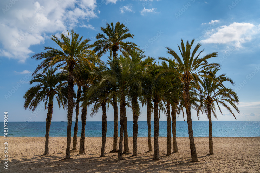 group of lush green palm trees on a secluded golden sand beach with calm ocean behind