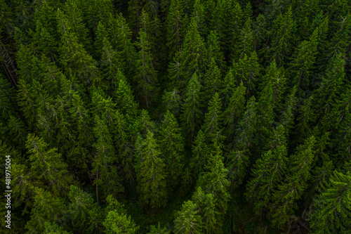 Forests of the world. Aerial view over a beautiful fir forest with a lot of trees. Amazing green color.