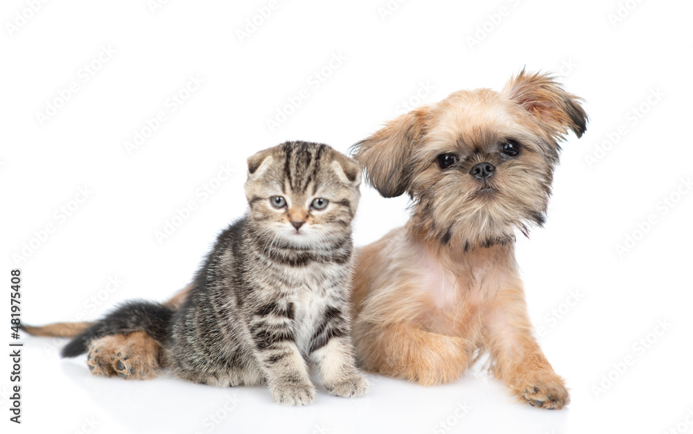 Brussels Griffon puppy and scottish fold kitten look at camera together. Isolated on white background