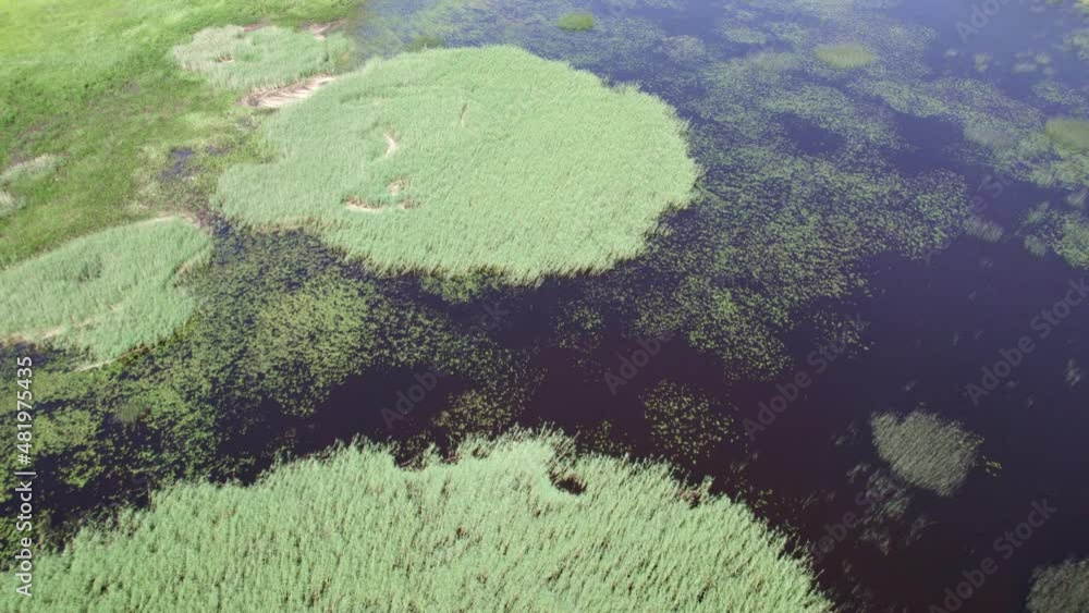 Drone view of small grass or water plants islands in swamp or lake Drone view of small grass or water plants islands in swamp or lake