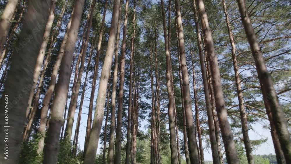Camera movement in forest with pine trees and beautiful blue sky Camera movement in forest with pine trees and beautiful blue sky