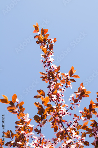 Pink cherry blossoms in the national park, early flowering of fruit trees in spring, viewed from below against the blue sky