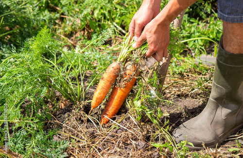 harvesting carrots on the farm, environmentally friendly product.