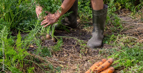 harvesting carrots on the farm, environmentally friendly product.