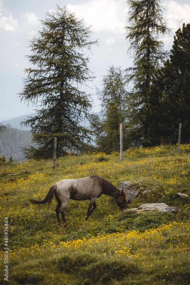 Wildpferd auf der Alm. Wildpferd auf der Alm.