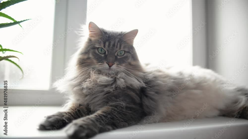 Gray fluffy cat with green eyes lying on windowsill indoors. Resting fur pet Gray fluffy cat with green eyes lying on windowsill indoors. Resting fur pet