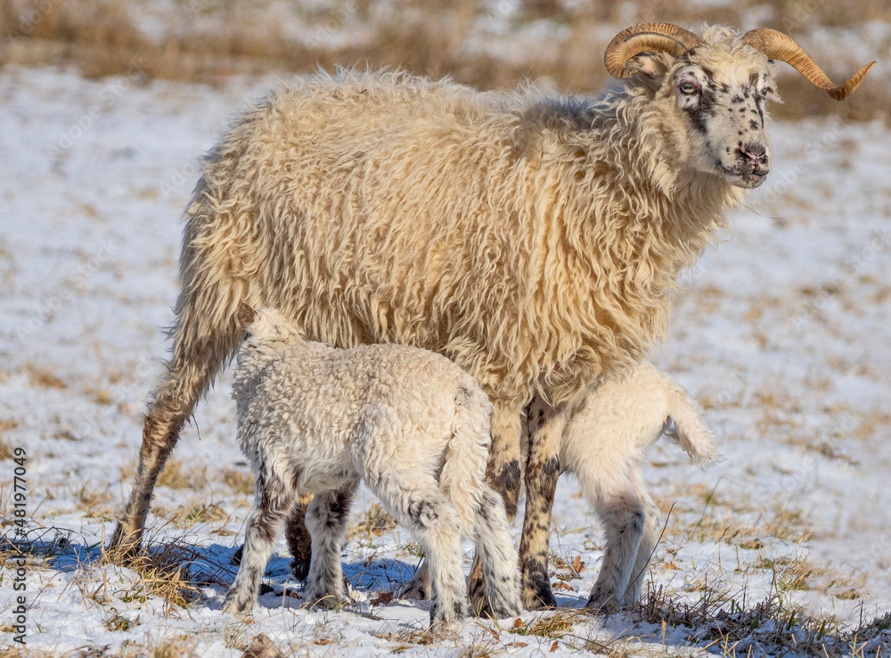Obraz premium cute newborn lambs on a farm - close up - early spring