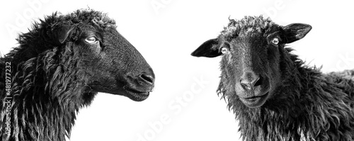 Obraz na płótnie black sheep isolated on white background