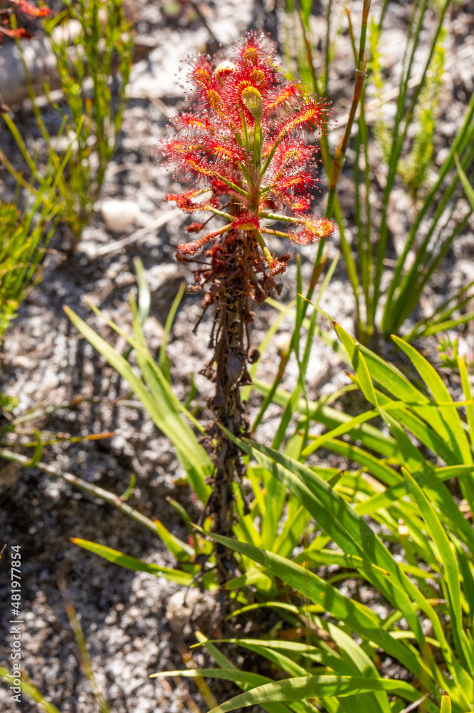 Obraz premium Drosera glabripes with long stem seen in the Silvermine Nature Reserve south of Cape Town in the Western Cape of South Africa
