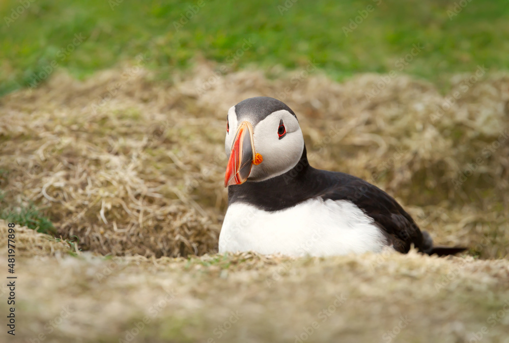Fototapeta premium Close up of an Atlantic puffin in a burrow